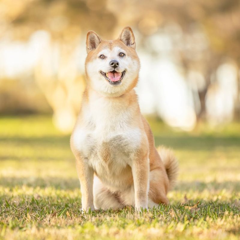 Shiba Inu