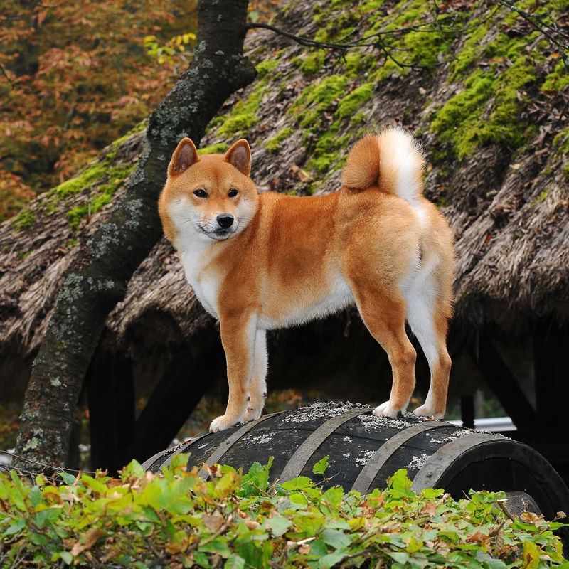 Shiba Inu