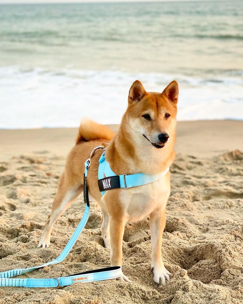 Shiba Inu