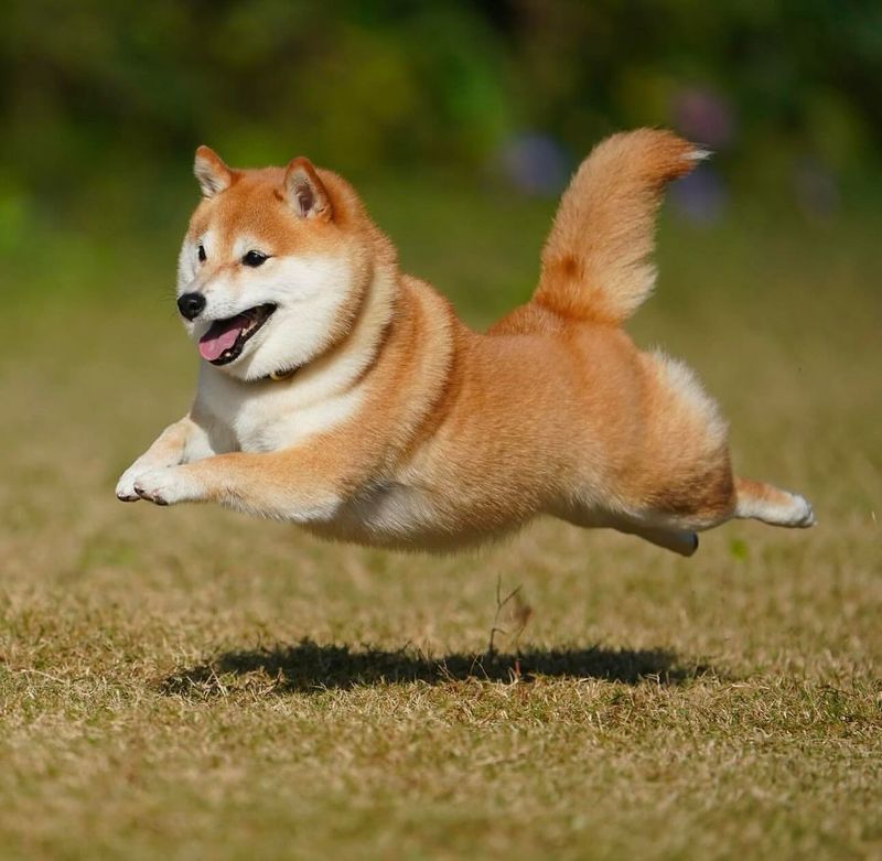 Shiba Inu