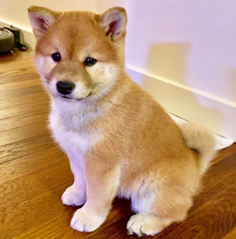 Shiba Inu