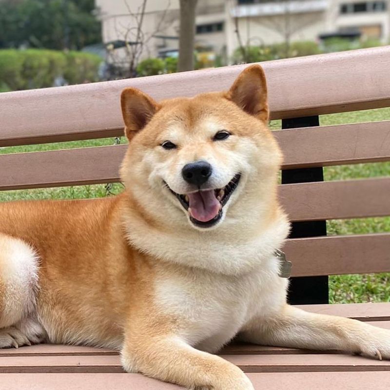 Shiba Inu