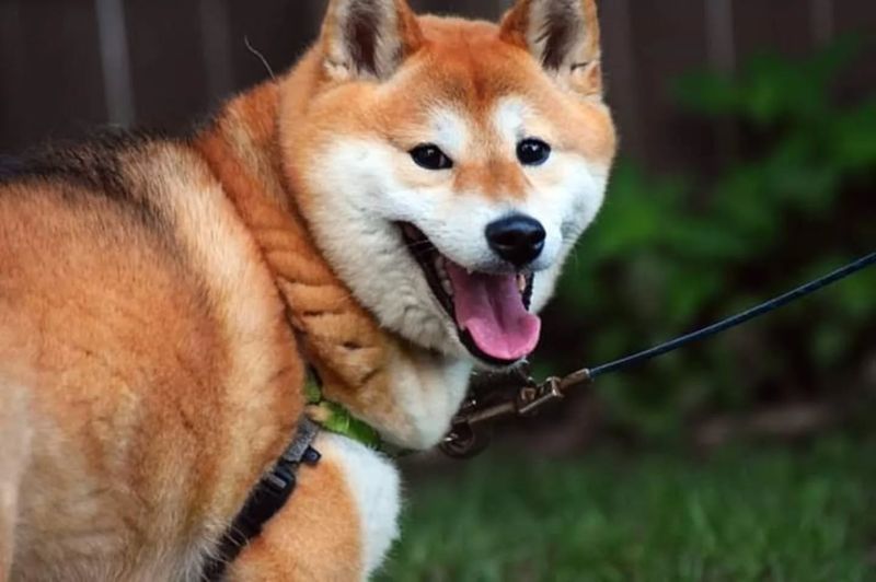 Shiba Inu