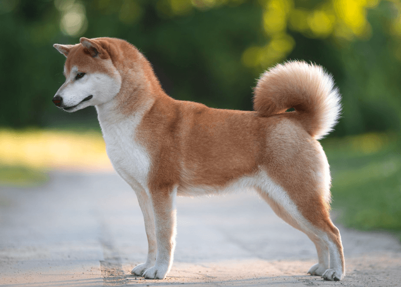 Shiba Inu