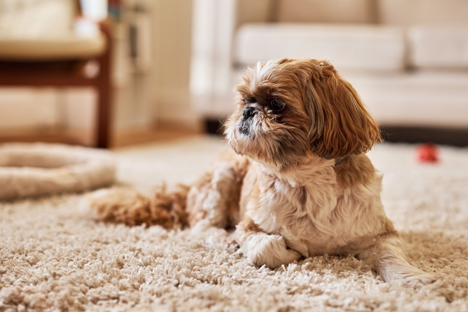 Shih Tzu