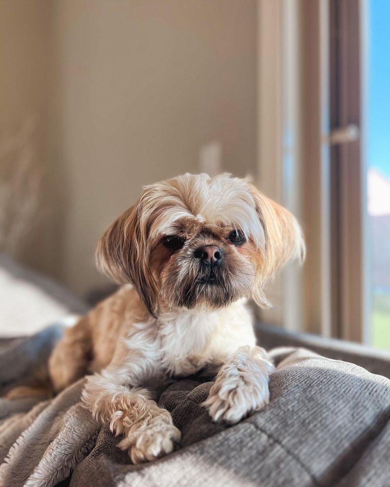 Shih Tzu