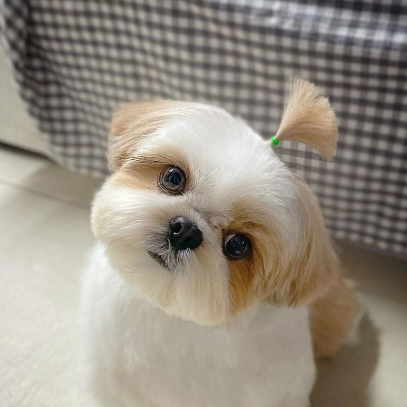 Shih Tzu