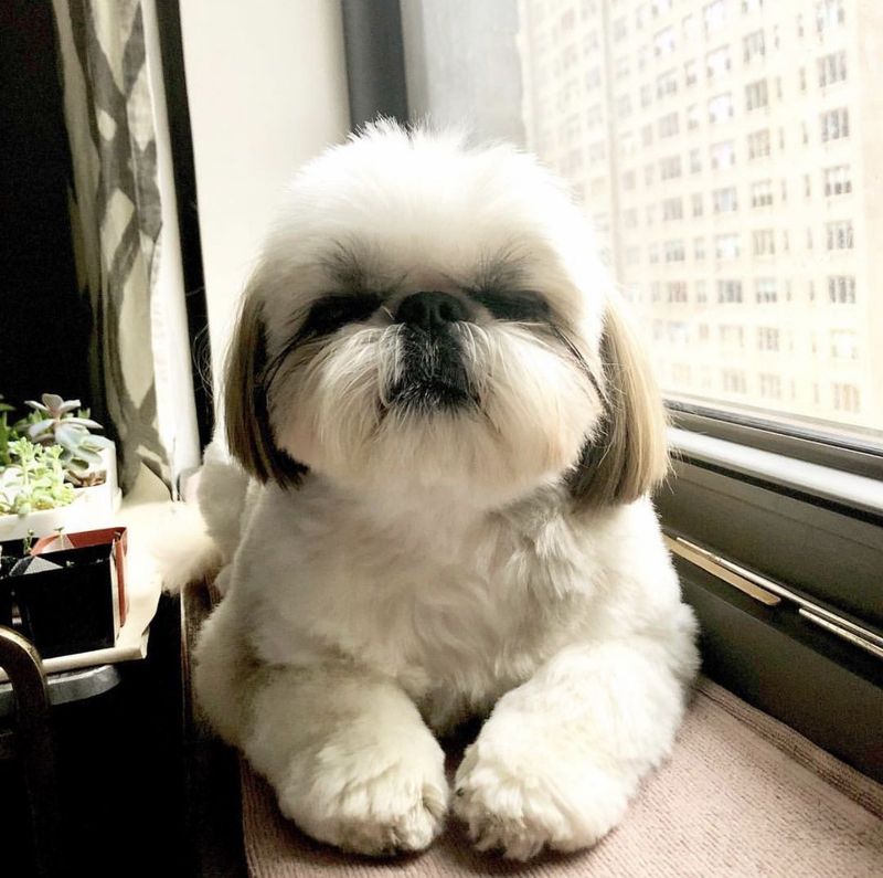 Shih Tzu