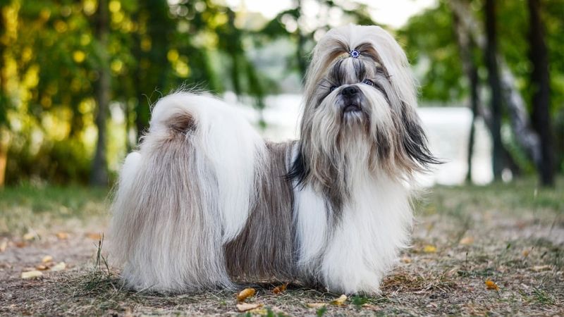 Shih Tzu