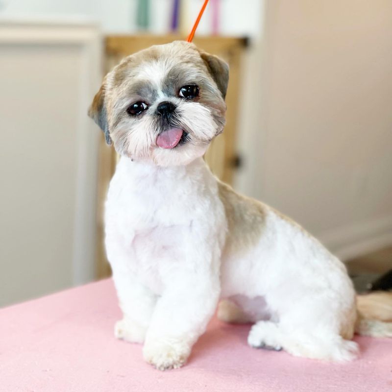 Shih Tzu