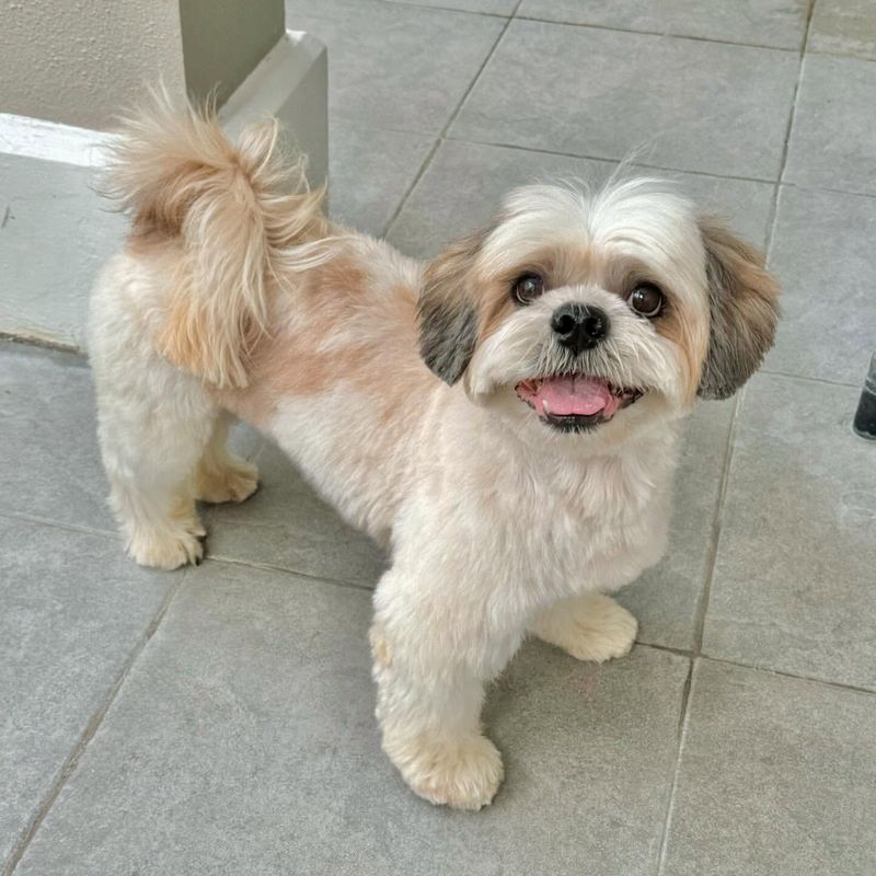 Shih Tzu