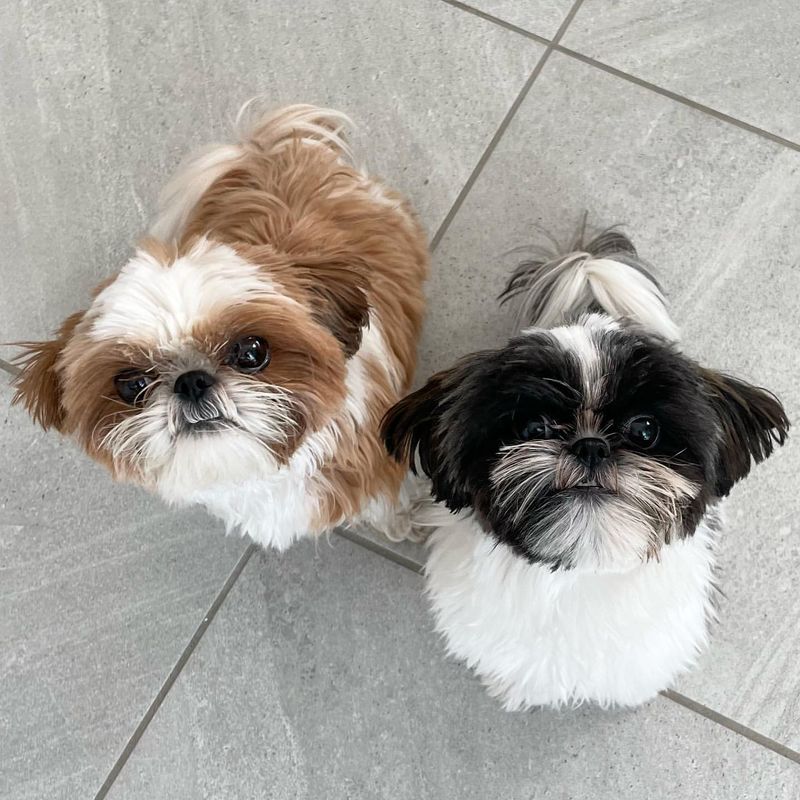 Shih Tzu