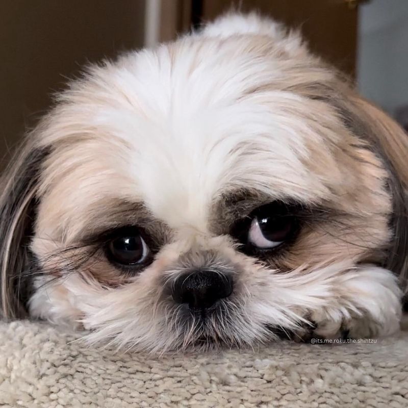 Shih Tzu