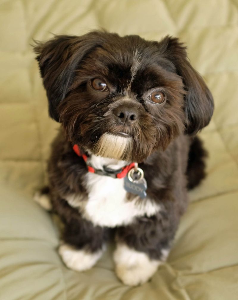 Shih Tzu