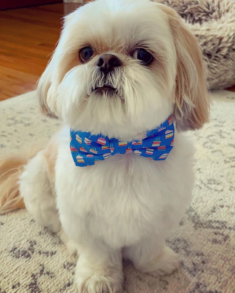 Shih Tzu