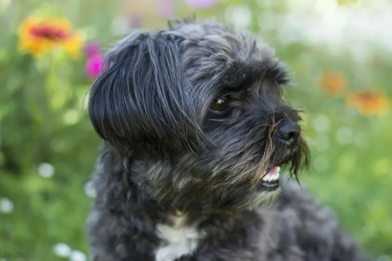 Shih Tzu