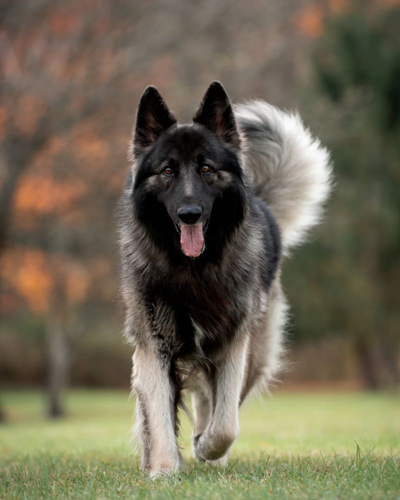 Shiloh Shepherd