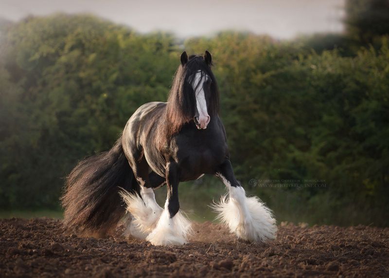 Shire Horse