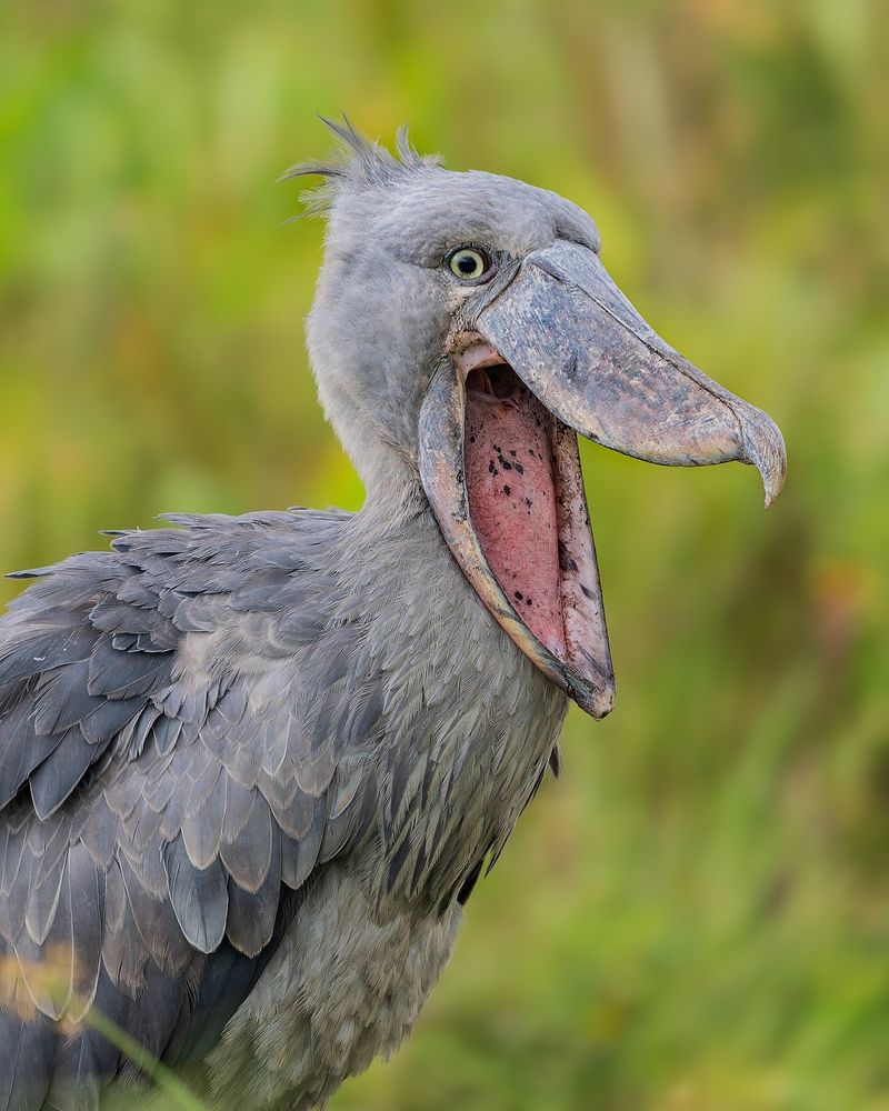 Shoebill