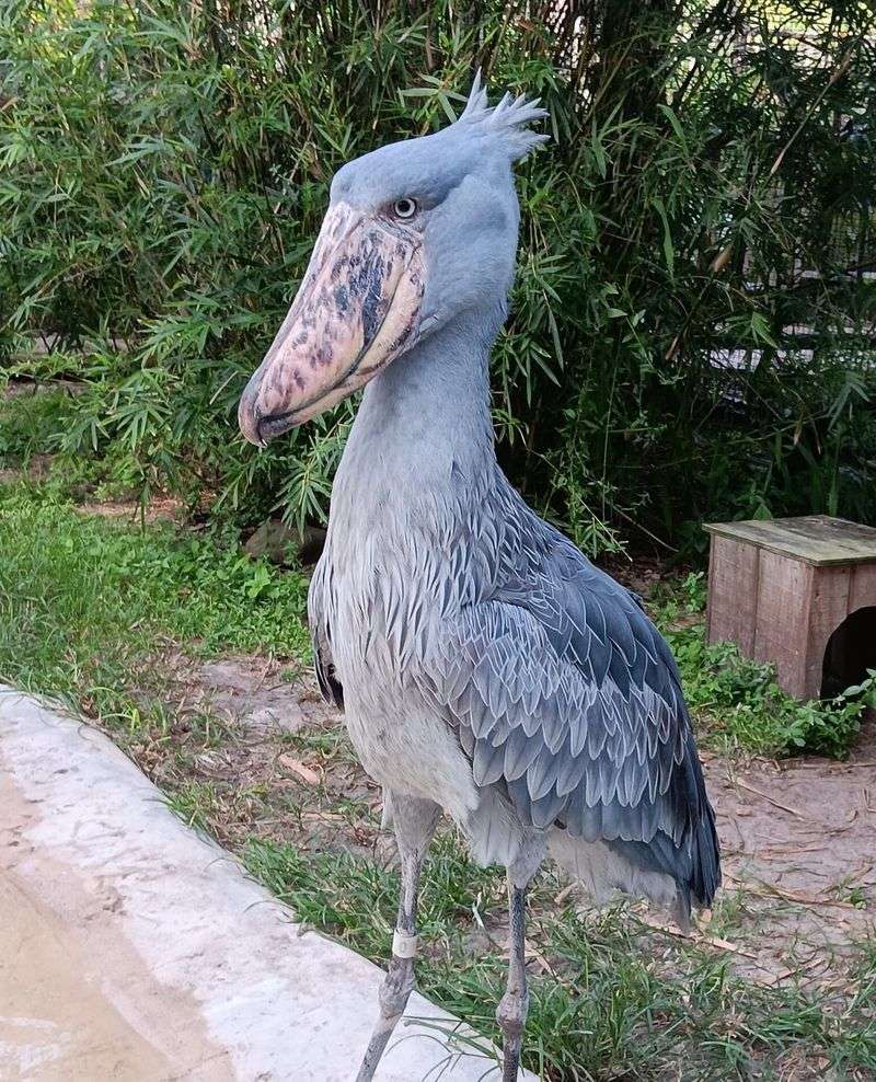 Shoebill Stork