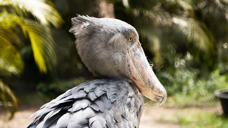 Shoebill Stork