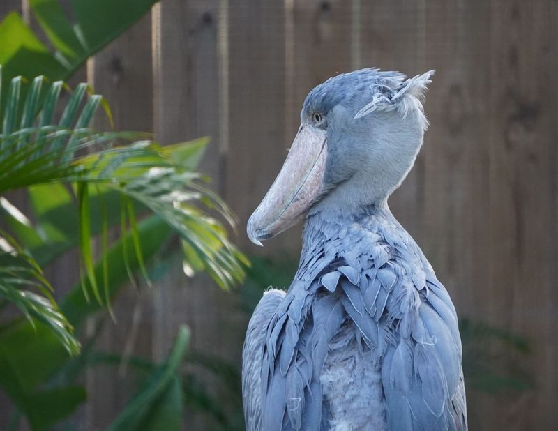 Shoebill Stork