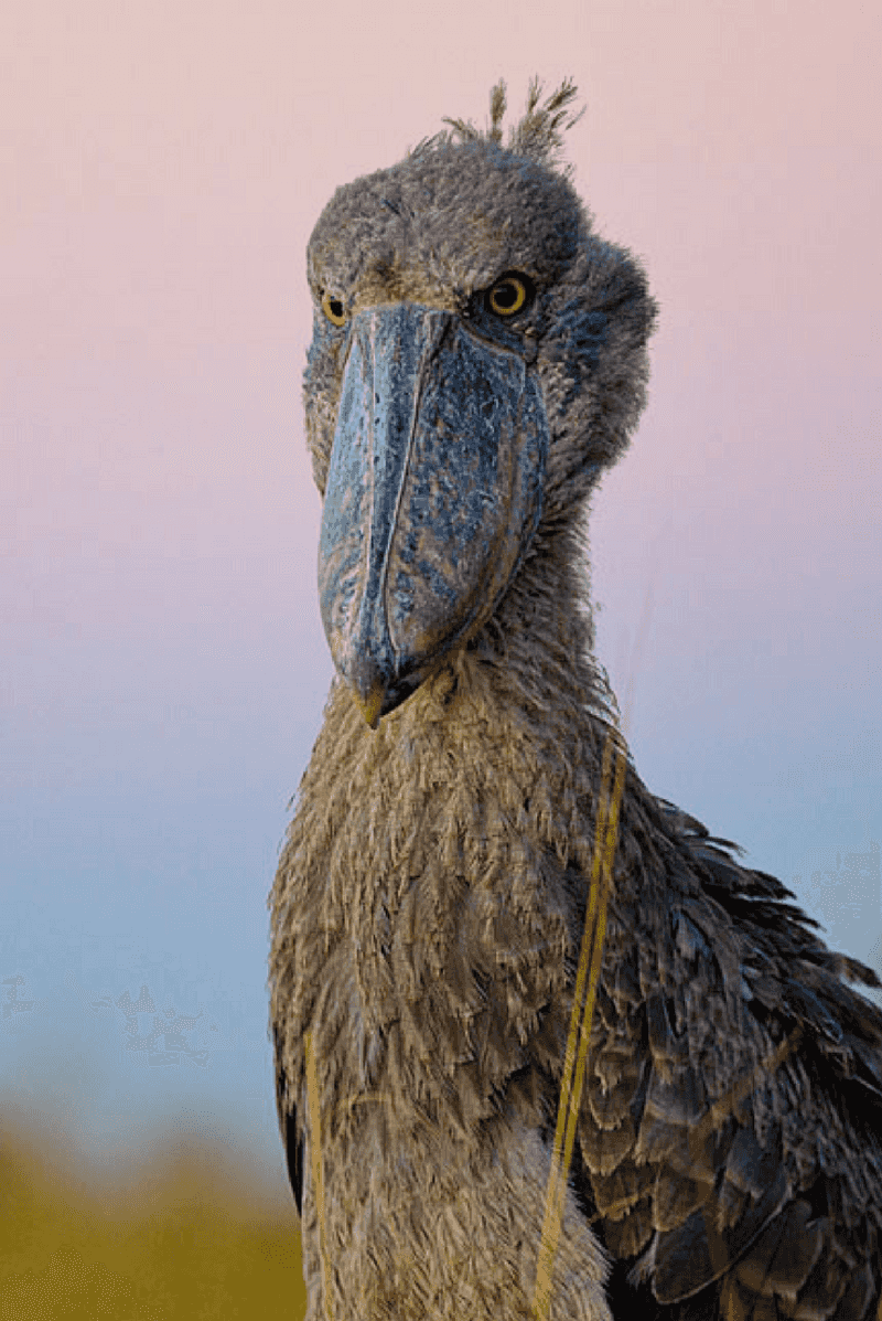 Shoebill Stork