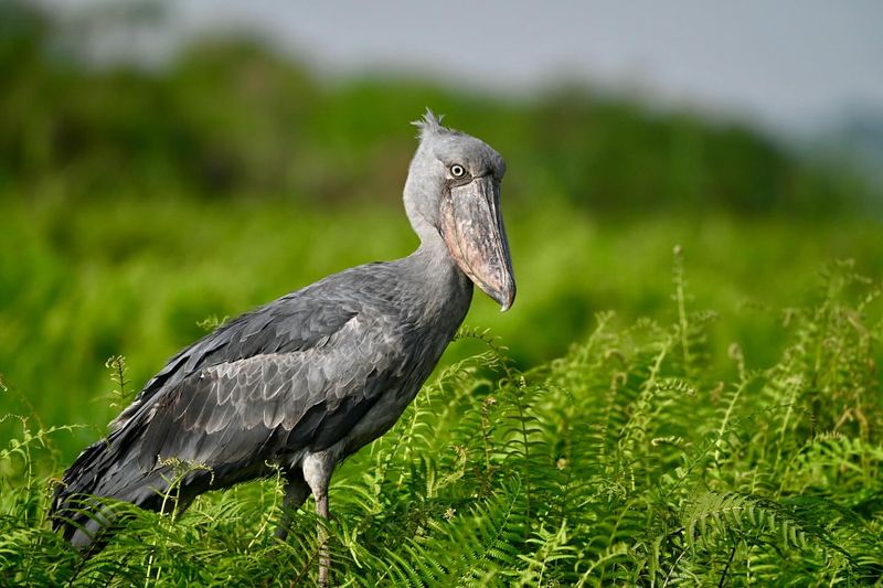 Shoebill in Uganda