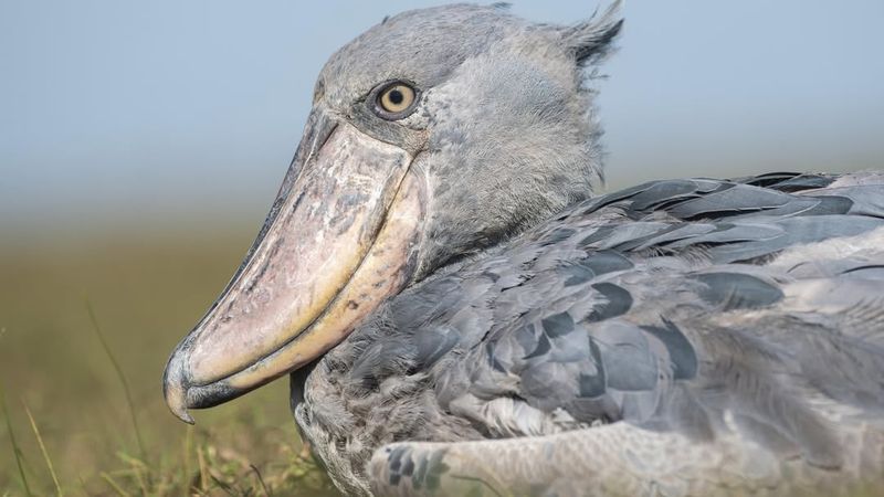 Shoebill