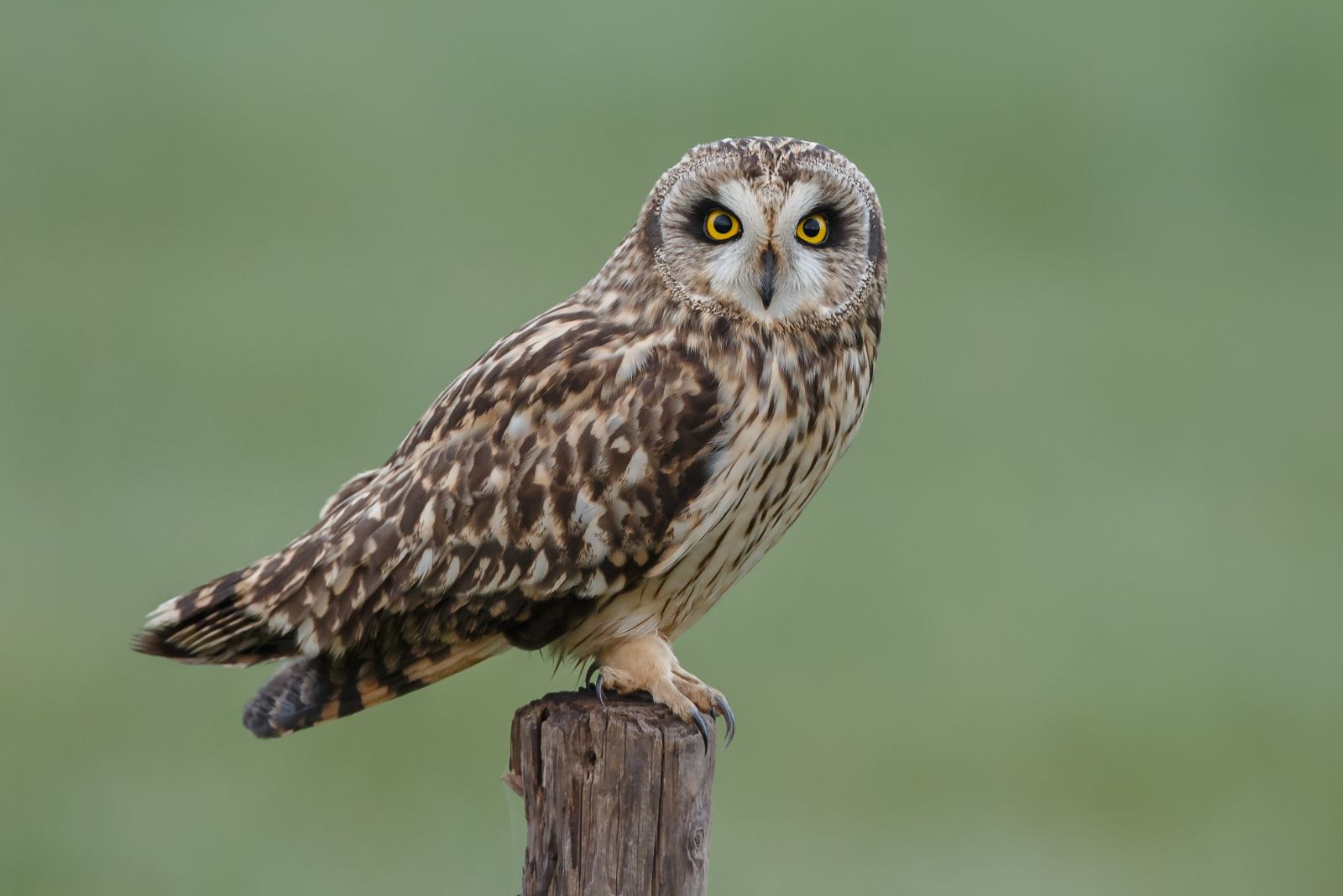 Short-Eared Owl