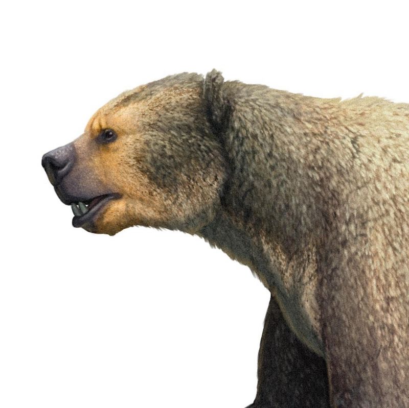 Short-Faced Bear