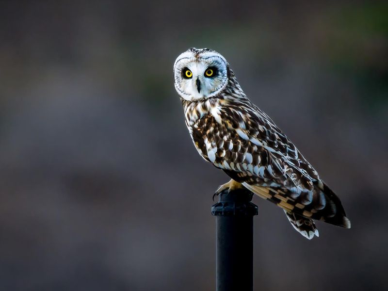 Short-eared Owl