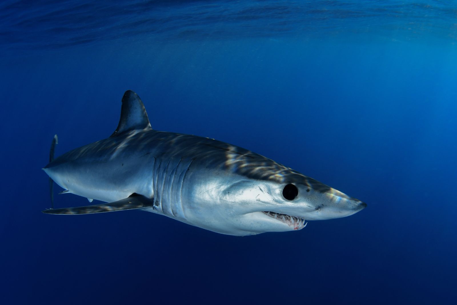 Shortfin Mako Shark