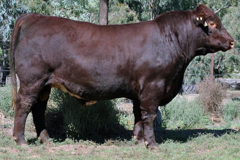 Shorthorn