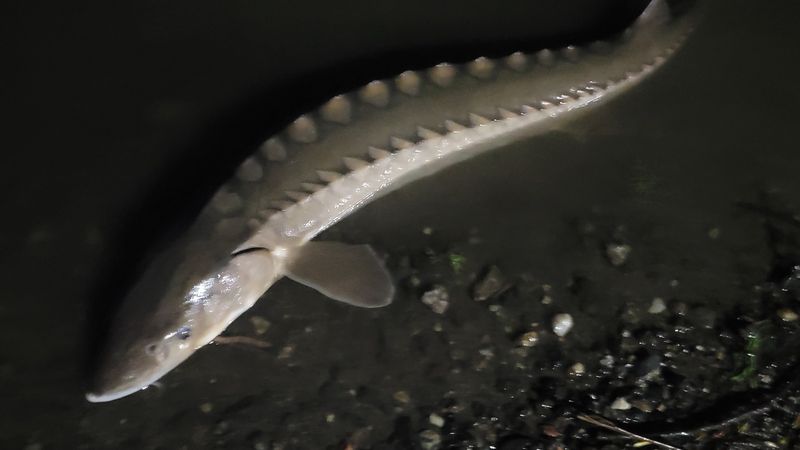 Shortnose Sturgeon