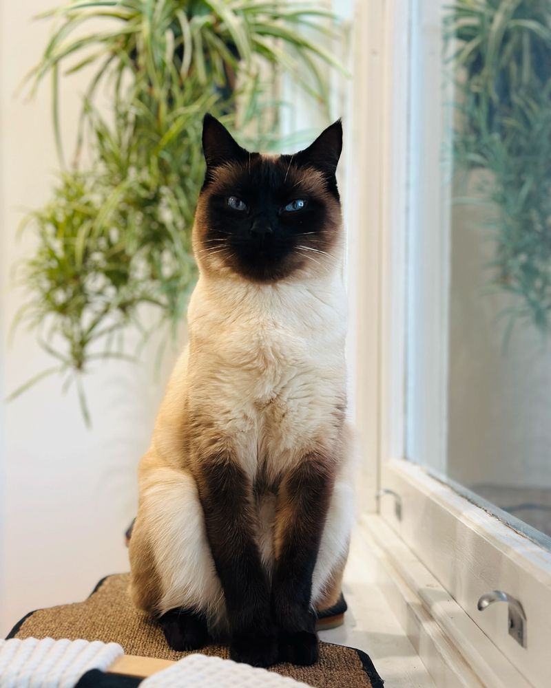 Siamese