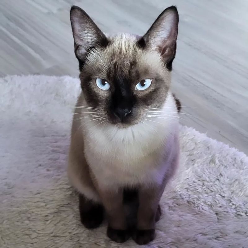 Siamese