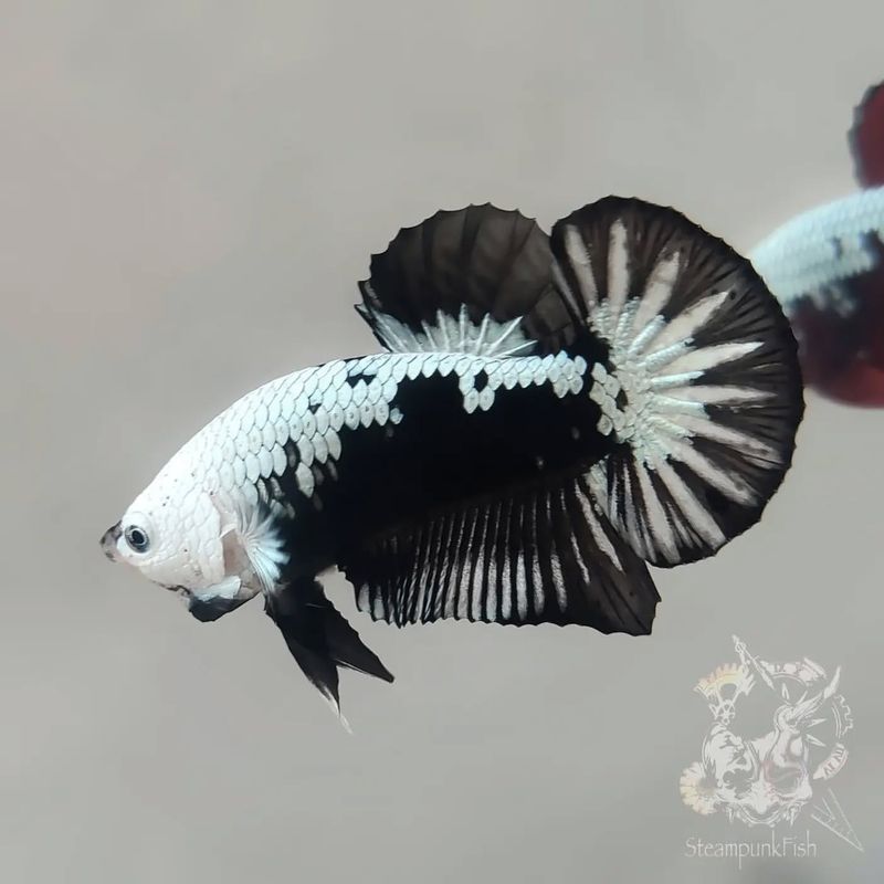 Siamese Fighting Fish (Betta)