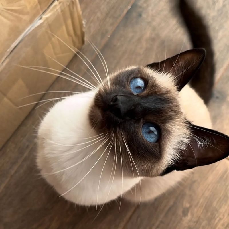 Siamese