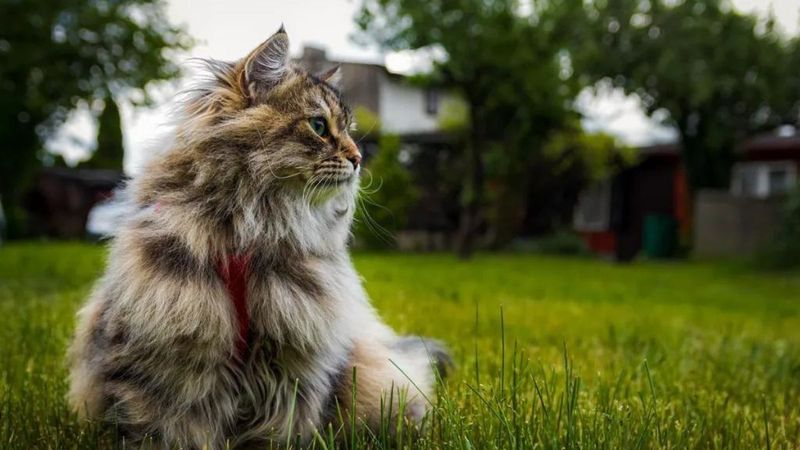 Siberian Cat