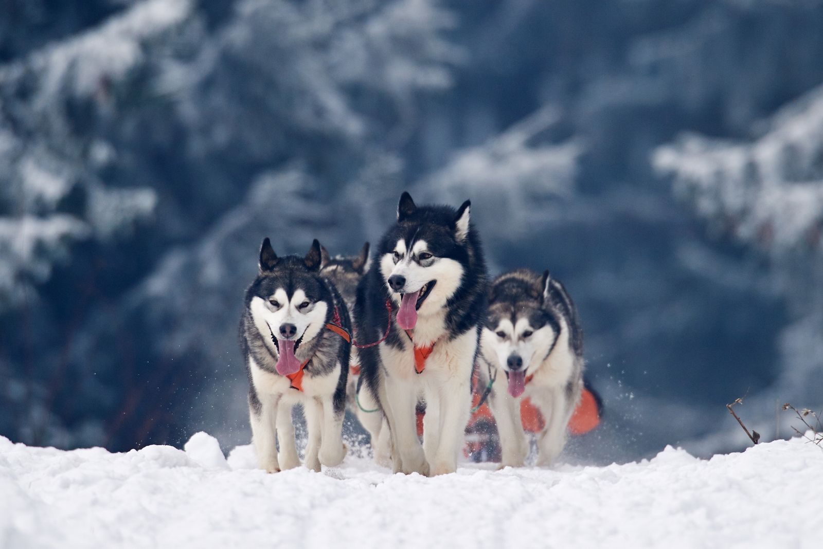 Siberian Husky