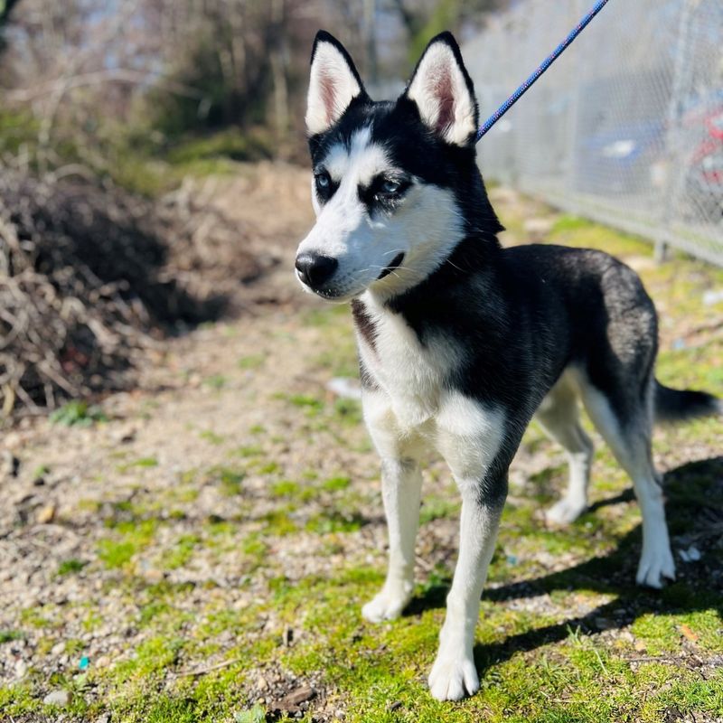 Siberian Husky