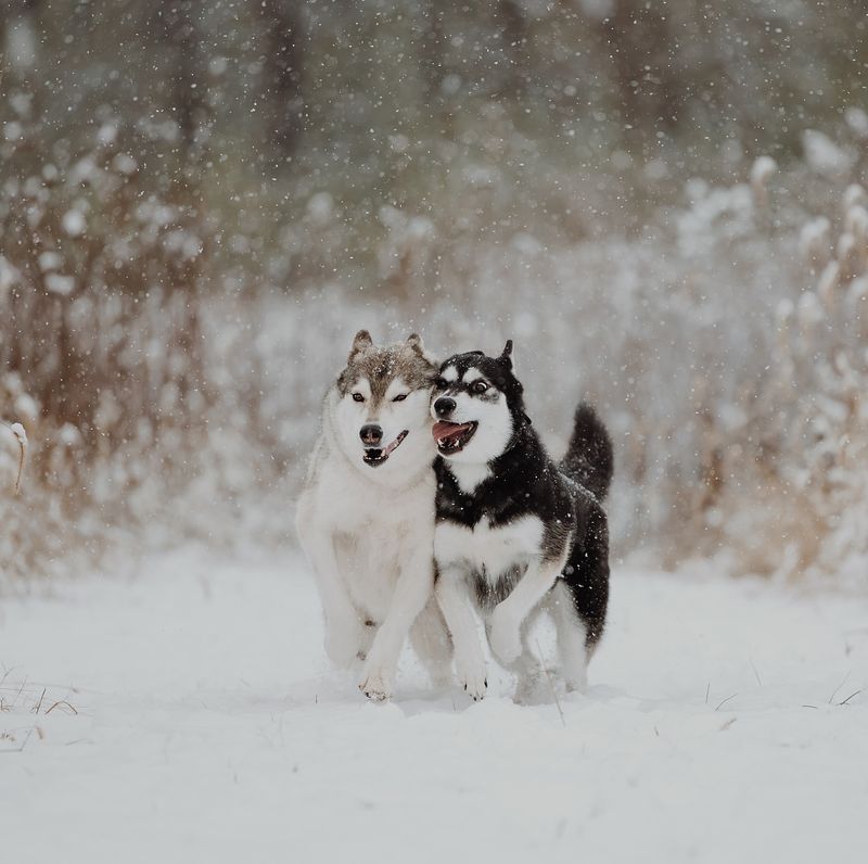 Siberian Husky