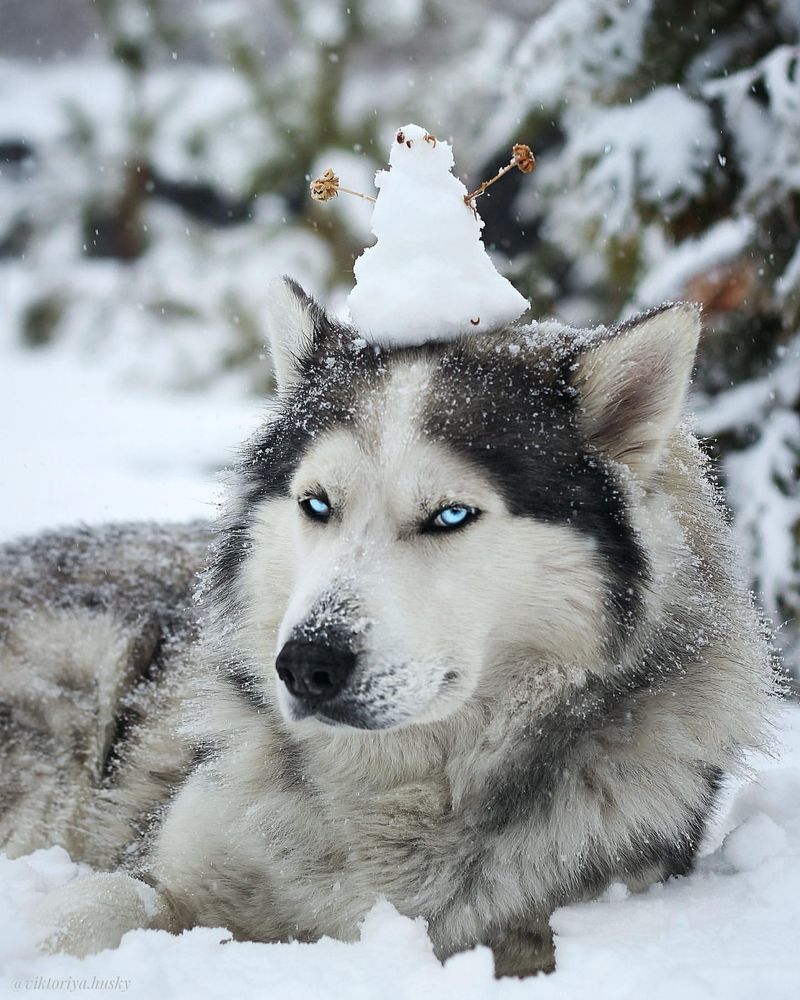 Siberian Husky