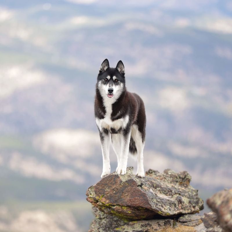 Siberian Husky