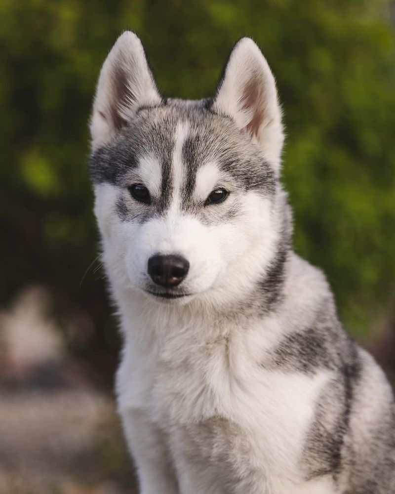 Siberian Husky