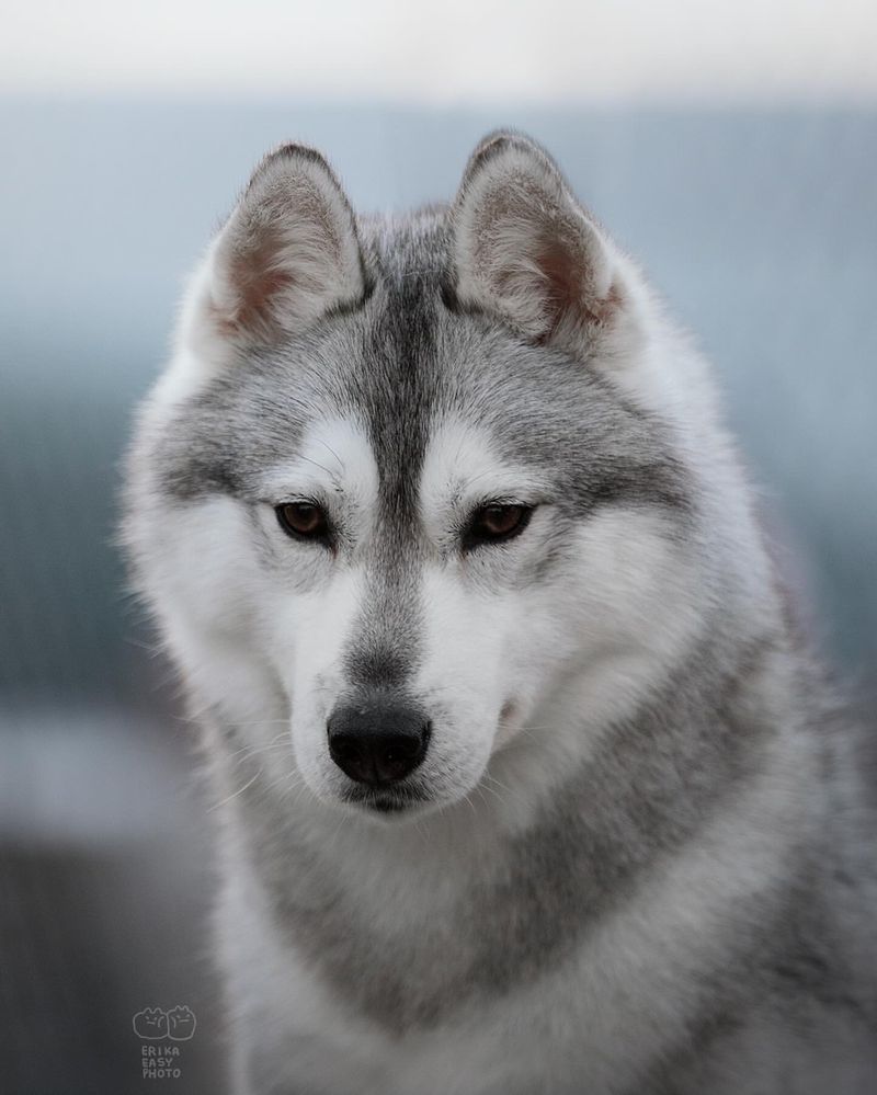 Siberian Husky