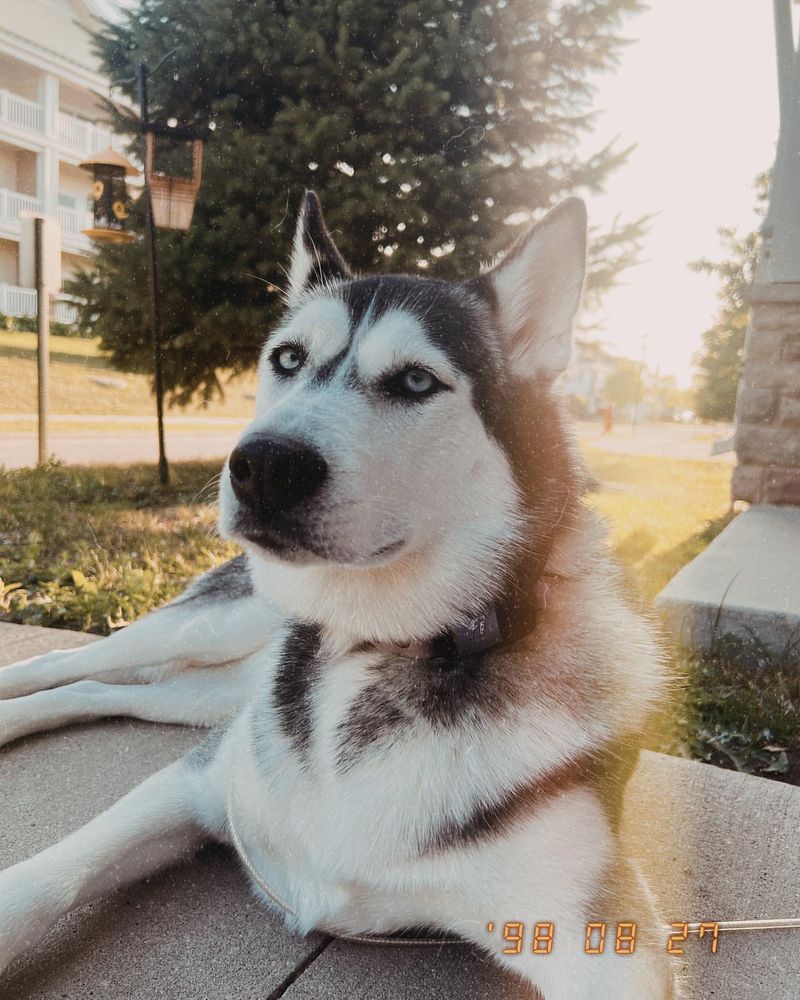 Siberian Husky