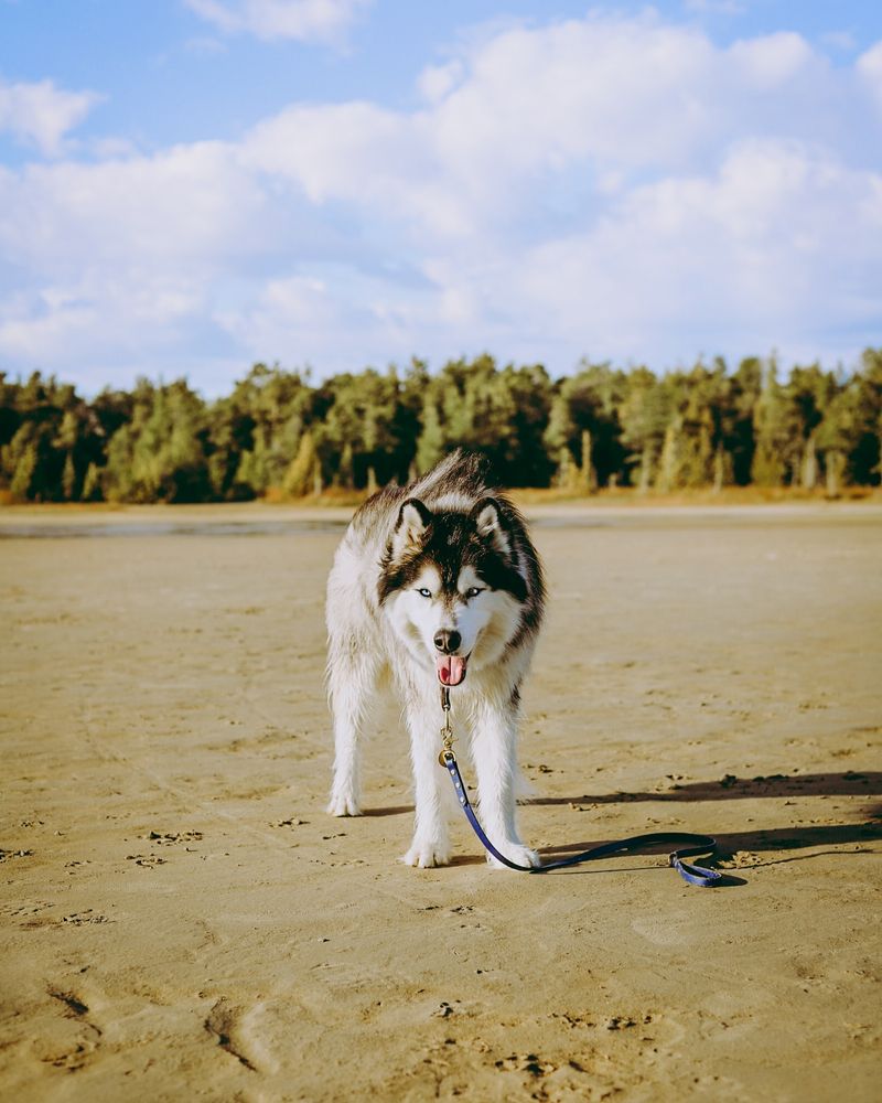 Siberian Husky