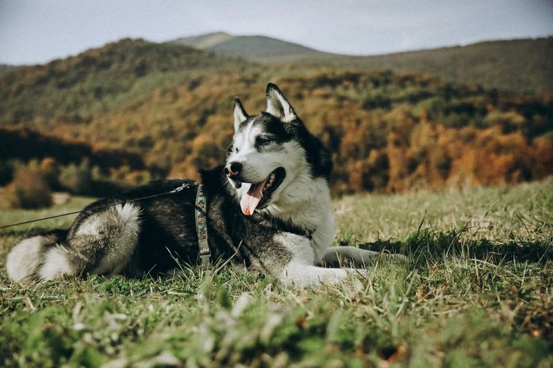 Siberian Husky